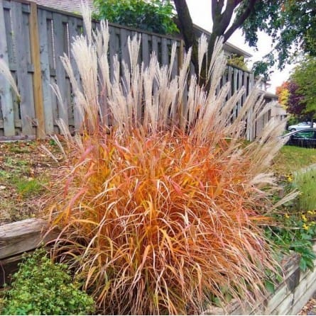 MISKANTAI ‘PURPURASCENS‘ (Lot. Miscanthus sinensis) - Pajūrio Gėlės - V. Stonkienės gėlininkystės ūkis