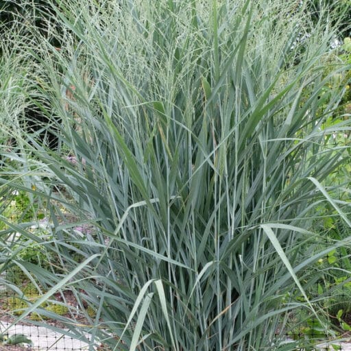 RYKŠTĖTOJI SORA ‘BLUE FOUNTAIN’ 
(Lot. Panicum virgatum blue fountain) - Pajūrio Gėlės - V. Stonkienės gėlininkystės ūkis