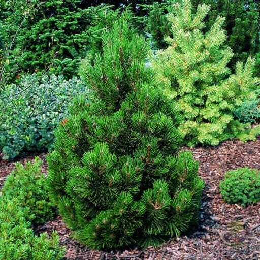 PUŠIS BALTAŽIEVĖ LITTLE DRACULA
(Lot. Pinus heldreichii Little Dracula) - Pajūrio Gėlės - V. Stonkienės gėlininkystės ūkis