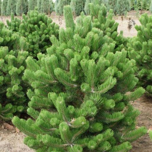 PUŠIS JUODOJI OREGON GREEN (Lot. Pinus nigra oregon green) - Pajūrio Gėlės - V. Stonkienės gėlininkystės ūkis