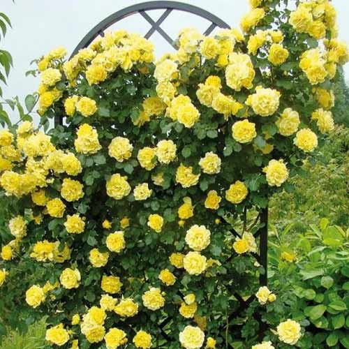 ROŽĖ GOLDEN SHOWERS (Lot. Rosa) - Pajūrio Gėlės - V. Stonkienės gėlininkystės ūkis