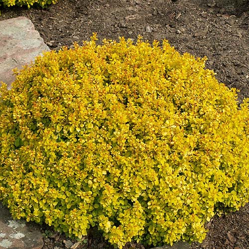RAUGERŠKIS TINY GOLD (Lot. Berberis thunbergii) - Pajūrio Gėlės - V. Stonkienės gėlininkystės ūkis