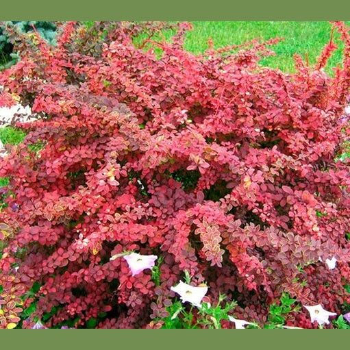 RAUGERŠKIS CHIQUITA (Lot. Berberis thunbergii) - Pajūrio Gėlės - V. Stonkienės gėlininkystės ūkis