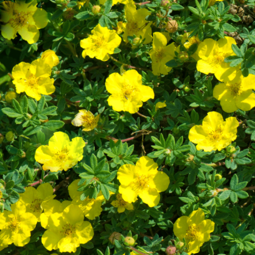 SIDABRAKRŪMIS GOLD DROP (Lot. Potentilla fruticosa) - Pajūrio Gėlės - V. Stonkienės gėlininkystės ūkis