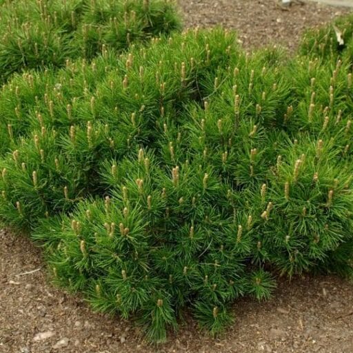 PUŠIS KALNINĖ (Lot. pinus mugo var pumilio) - Pajūrio Gėlės - V. Stonkienės gėlininkystės ūkis