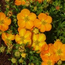 SIDABRAKRŪMIS BELLA SOL  (Lot. Potentilla fruticosa bella sol) - Pajūrio Gėlės - V. Stonkienės gėlininkystės ūkis