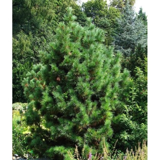 PUŠIS KEDRINĖ (Lot. Pinus cembra) - Pajūrio Gėlės - V. Stonkienės gėlininkystės ūkis