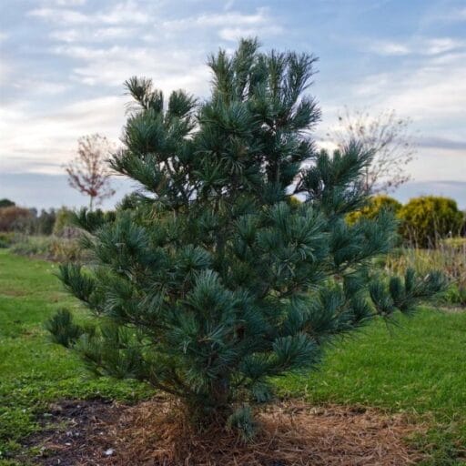 PUŠIS KORĖJINĖ SILVERAY (Lot. Pinus koraiensis silveray) - Pajūrio Gėlės - V. Stonkienės gėlininkystės ūkis
