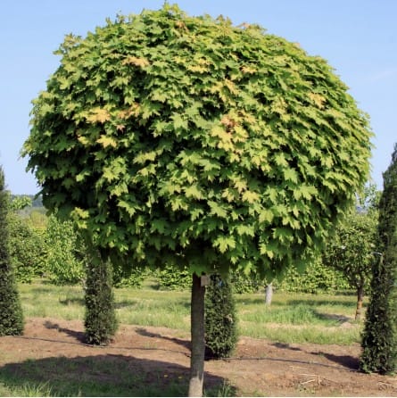 KLEVAS PAPRASTASIS 'GLOBOSUM' (Lot. Acer platanoides 'Globosum') - Pajūrio Gėlės - V. Stonkienės gėlininkystės ūkis