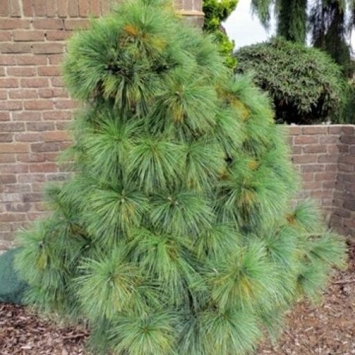 PUŠIS ŠVERINO WIETHORST
(Lot. Pinus schwerinii wiethorst) - Pajūrio Gėlės - V. Stonkienės gėlininkystės ūkis