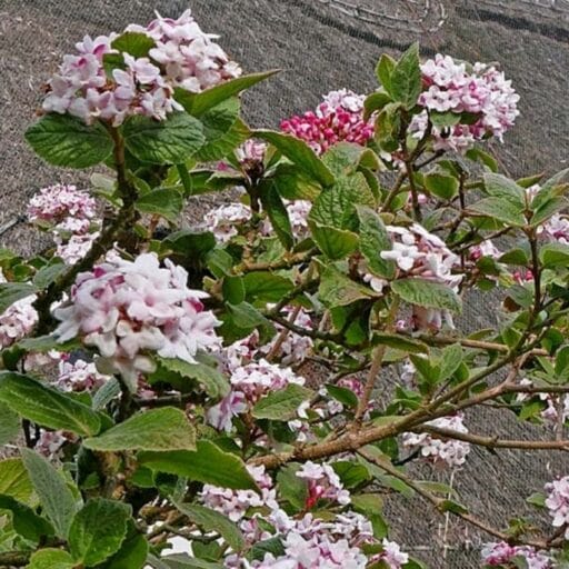 PUTINAS BLIZGUSIS (Lot. Viburnum x burkwoodii) - Pajūrio Gėlės - V. Stonkienės gėlininkystės ūkis
