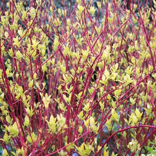 SEDULA BALTOJI BATON ROUGE
(Lot. Cornus alba Baton Rouge ) - Pajūrio Gėlės - V. Stonkienės gėlininkystės ūkis
