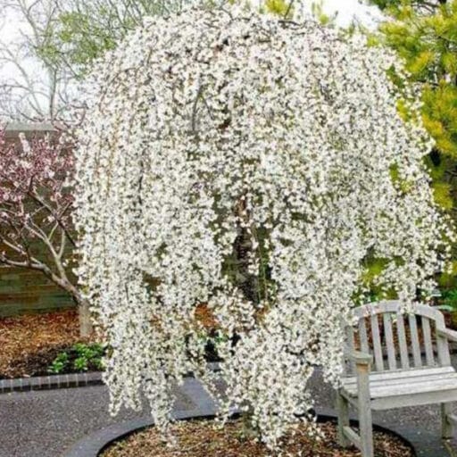 VYŠNIA ANKSTYVOJI FRILLY FROCK (Lot. Prunus incisa Frilly Frock) - Pajūrio Gėlės - V. Stonkienės gėlininkystės ūkis