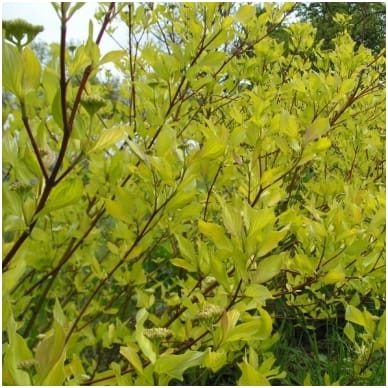 BALTOJI SEDULA AUREA (Lot. Cornus alba aurea) - Pajūrio Gėlės - V. Stonkienės gėlininkystės ūkis