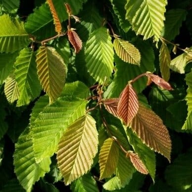SKROBLAS PAPRASTASIS (Lot. carpinus betulus) - Pajūrio Gėlės - V. Stonkienės gėlininkystės ūkis