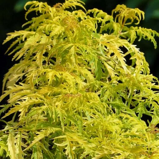 JUODUOGIS ŠEIVAMEDIS GOLDEN TOWER
(Lot. sambucus nigra golden tower) - Pajūrio Gėlės - V. Stonkienės gėlininkystės ūkis