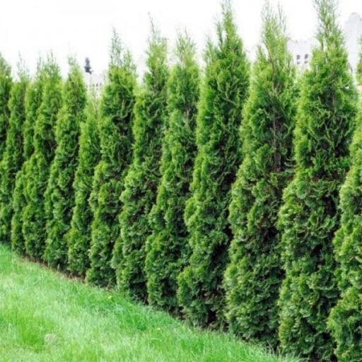 TUJA VAKARINĖ SMARAGD (Lot. Thuja occidentalis smaragd) - Pajūrio Gėlės - V. Stonkienės gėlininkystės ūkis