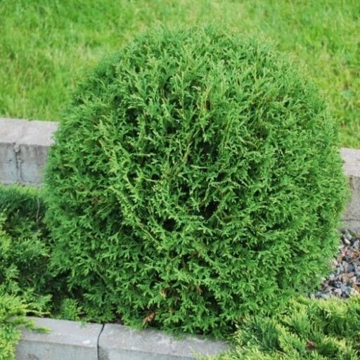VAKARINĖ TUJA HOSERI (Lot. Thuja occidentalis hoseri) - Pajūrio Gėlės - V. Stonkienės gėlininkystės ūkis