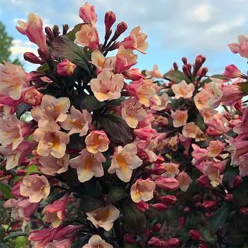 VEIGĖLĖ VINTAGE LOVE (Lot. Weigela vintage love) - Pajūrio Gėlės - V. Stonkienės gėlininkystės ūkis