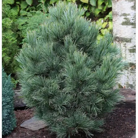 KEDRINĖ PUŠIS (Lot. Pinus cembra) - Pajūrio Gėlės - V. Stonkienės gėlininkystės ūkis