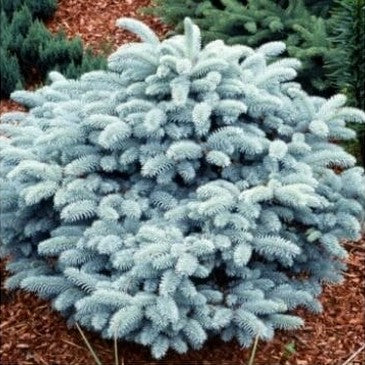 EGLĖ DYGIOJI GLAUCA GLOBOSA
(Lot. Picea pungens glauca globosa) - Pajūrio Gėlės - V. Stonkienės gėlininkystės ūkis