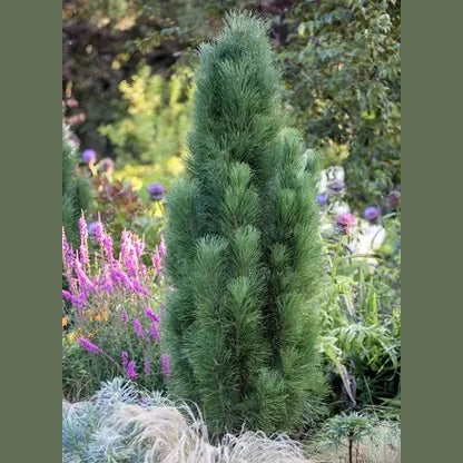 JUODOJI PUŠIS ‘GREEN TOWER’ (Lot. Pinus nigra) - Pajūrio Gėlės - V. Stonkienės gėlininkystės ūkis