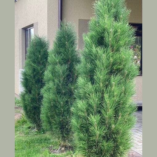 PUŠIS JUODOJI 'GREEN GEYSIR' (Lot. Pinus nigra) - Pajūrio Gėlės - V. Stonkienės gėlininkystės ūkis