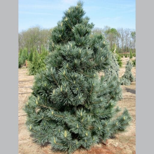 PUŠIS LANKSČIOJI VANDERWOLF'S PYRAMID 
(Lot. Pinus flexilis) - Pajūrio Gėlės - V. Stonkienės gėlininkystės ūkis