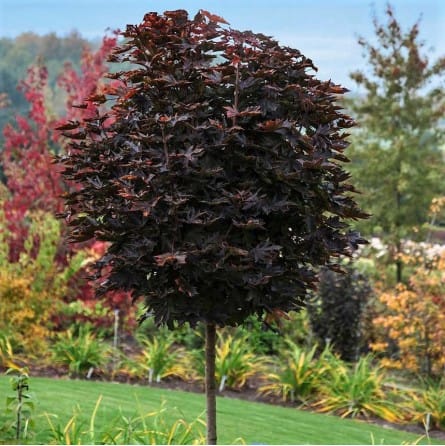 KLEVAS PAPRASTASIS 'PURPLE GLOBE' (Lot. Acer platanoides) - Pajūrio Gėlės - V. Stonkienės gėlininkystės ūkis
