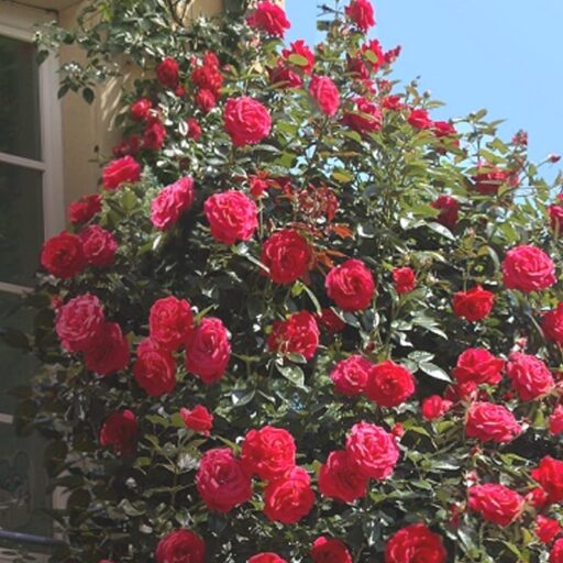 ROŽĖ RED FLAME (Lot. Rosa) - Pajūrio Gėlės - V. Stonkienės gėlininkystės ūkis