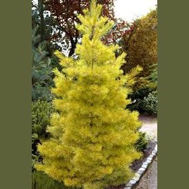 PUŠIS VEIMUTINĖ 'LOUIE' (Lot. Pinus strobus) - Pajūrio Gėlės - V. Stonkienės gėlininkystės ūkis