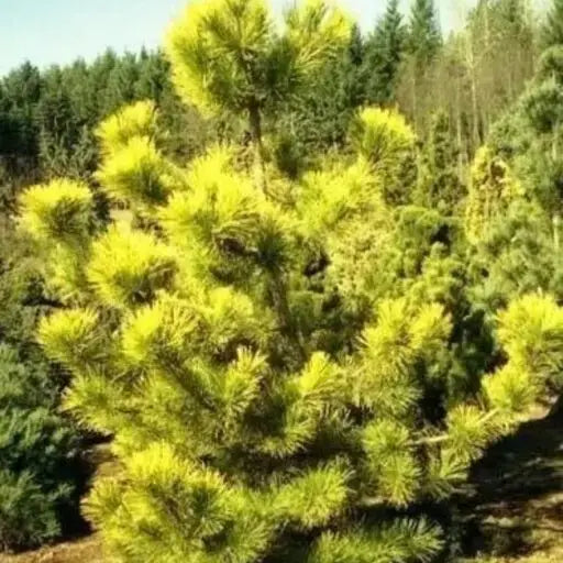 JAPONINĖ PUŠIS (Lot. Pinus thunbergii) - Pajūrio Gėlės - V. Stonkienės gėlininkystės ūkis