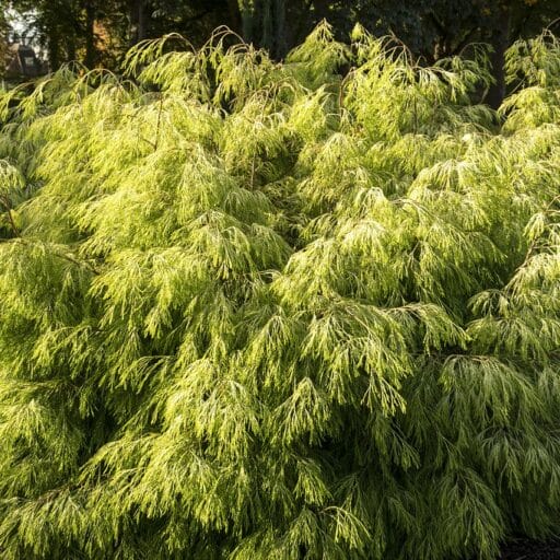 PUSKIPARISIS LAUSONO 'KARACA' (Lot. Chamaecyparis lawsoniana) - Pajūrio Gėlės - V. Stonkienės gėlininkystės ūkis