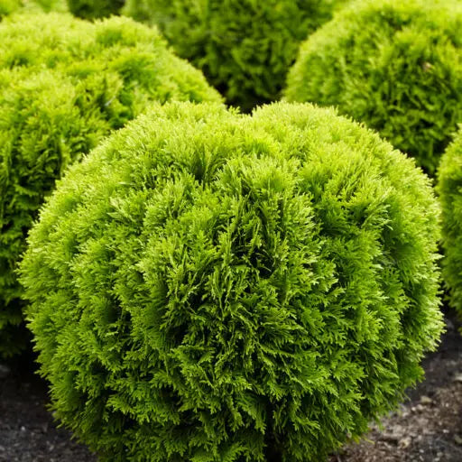 TUJA VAKARINĖ 'MIRJAM' (Lot. Thuja occidentalis) - Pajūrio Gėlės - V. Stonkienės gėlininkystės ūkis