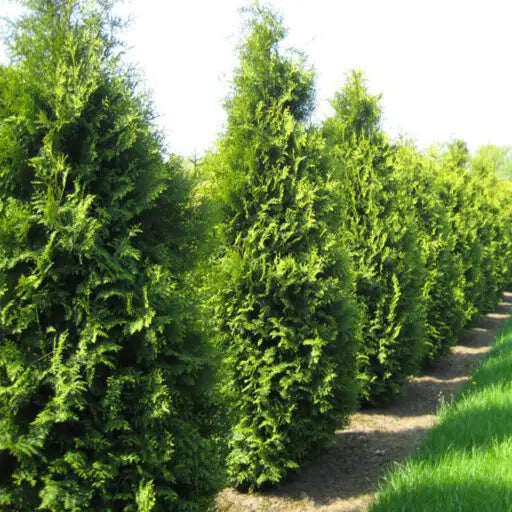 TUJA VAKARINĖ BRABANT  (Lot. Thuja occidentalis) - Pajūrio Gėlės - V. Stonkienės gėlininkystės ūkis