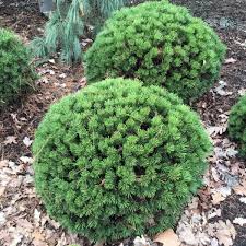 PUŠIS KALNINĖ BENJAMIN (Lot. Pinus mugo) - Pajūrio Gėlės - V. Stonkienės gėlininkystės ūkis