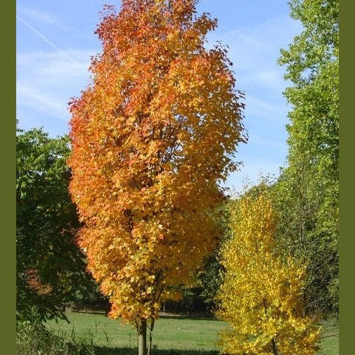 KLEVAS RAUDONASIS 'SCANLON' (Lot. Acer rubrum) - Pajūrio Gėlės - V. Stonkienės gėlininkystės ūkis